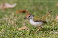 Krajčírik dlhochvostý - Orthotomus sutorius - Common Tailorbird