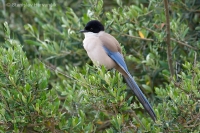 Straka modrá - Azure-winged Magpie