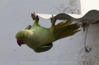 Alexander malý - Psittacula krameri - Rose-ringed Parakeet