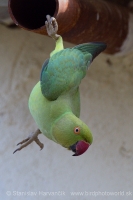 Alexander malý - Psittacula krameri - Rose-ringed Parakeet