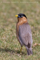 Škorec pagodový - Sturnia pagodarum - Brahminy Starling