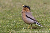 Škorec pagodový - Sturnia pagodarum - Brahminy Starling