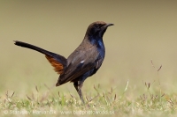 Šáma krovinová - Saxicoloides fulicatus - Indian Robin