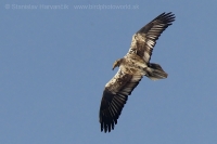 Zdochlinár biely - Neophron percnopterus - Egyptian Vulture
