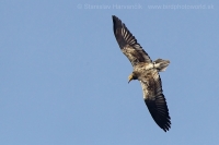 Zdochlinár biely - Neophron percnopterus - Egyptian Vulture