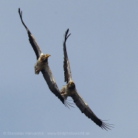 Zdochlinár biely - Neophron percnopterus - Egyptian Vulture