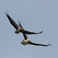 Zdochlinár biely - Neophron percnopterus - Egyptian Vulture