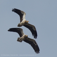 Zdochlinár biely - Neophron percnopterus - Egyptian Vulture