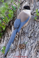 Straka modrá - Azure-winged Magpie