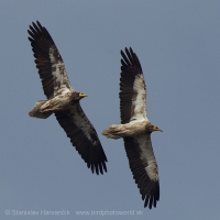 Zdochlinár biely - Neophron percnopterus - Egyptian Vulture