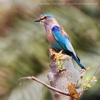 Krakľa hnedastá - Coracias benghalensis - Indian Roller