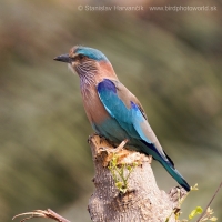 Krakľa hnedastá - Coracias benghalensis - Indian Roller