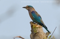 Krakľa hnedastá - Coracias benghalensis - Indian Roller