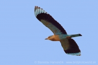 Krakľa hnedastá - Coracias benghalensis - Indian Roller