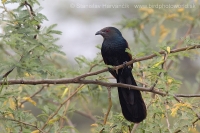 Ostrohár krovinový - Centropus (sinensis) parroti - Southern Coucal