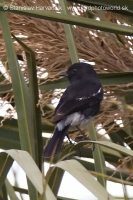 Pŕhľaviar čierny - Saxicola caprata - Pied Bushchat
