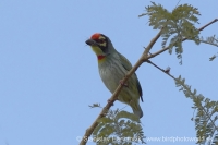 Barbet kotlárik - Megalaima haemacephala - Coppersmith Barbet