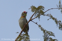 Barbet kotlárik - Megalaima haemacephala - Coppersmith Barbet