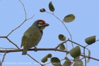 Barbet kotlárik - Megalaima haemacephala - Coppersmith Barbet