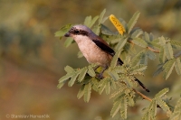 Strakoš vavrínový - Bay-backed-Shrike