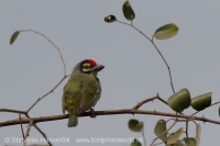 Barbet kotlárik - Megalaima haemacephala - Coppersmith Barbet