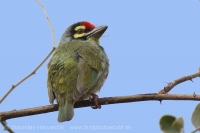 Barbet kotlárik - Megalaima haemacephala - Coppersmith Barbet