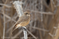 Pŕhľaviar čierny - Saxicola caprata - Pied Bushchat