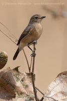 Pŕhľaviar čierny - Saxicola caprata - Pied Bushchat
