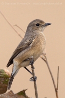 Pŕhľaviar čierny - Saxicola caprata - Pied Bushchat