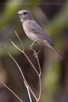 Pŕhľaviar čierny - Saxicola caprata - Pied Bushchat