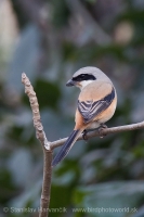 Strakoš dlhochvostý - Lanius schach - Long-tailed Shrike