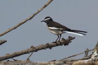 Trasochvost obočnatý - Motacilla maderaspatensis - White-browed Wagtail