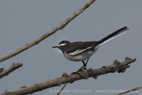 Trasochvost obočnatý - Motacilla maderaspatensis - White-browed Wagtail