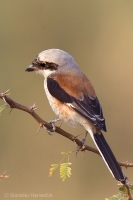Strakoš vavrínový - Bay-backed-Shrike