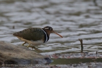 Slukovec zlatý - Rostratula benghalensis - Greater Painted-snipe
