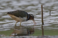 Slukovec zlatý - Rostratula benghalensis - Greater Painted-snipe