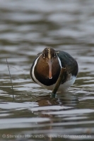Slukovec zlatý - Rostratula benghalensis - Greater Painted-snipe