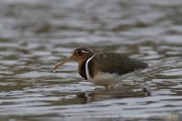 Slukovec zlatý - Rostratula benghalensis - Greater Painted-snipe