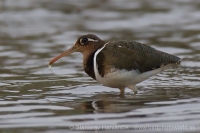 Slukovec zlatý - Rostratula benghalensis - Greater Painted-snipe