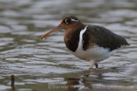 Slukovec zlatý - Rostratula benghalensis - Greater Painted-snipe