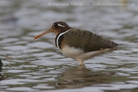 Slukovec zlatý - Rostratula benghalensis - Greater Painted-snipe