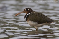 Slukovec zlatý - Rostratula benghalensis - Greater Painted-snipe