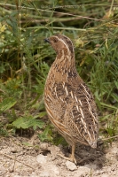 Prepelica poľná - Coturnix coturnix - Common Quail