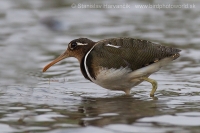 Slukovec zlatý - Rostratula benghalensis - Greater Painted-snipe