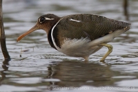 Slukovec zlatý - Rostratula benghalensis - Greater Painted-snipe