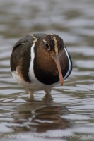 Slukovec zlatý - Rostratula benghalensis - Greater Painted-snipe