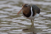 Slukovec zlatý - Rostratula benghalensis - Greater Painted-snipe