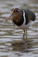 Slukovec zlatý - Rostratula benghalensis - Greater Painted-snipe