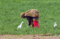 Hltavka chochlatá - Bubulcus ibis - Cattle Egret
