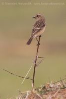Pŕhľaviar kapucňový - Saxicola maurus - Eastern Stonechat